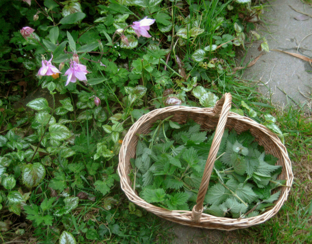 La ortiga y sus propiedades mágicas